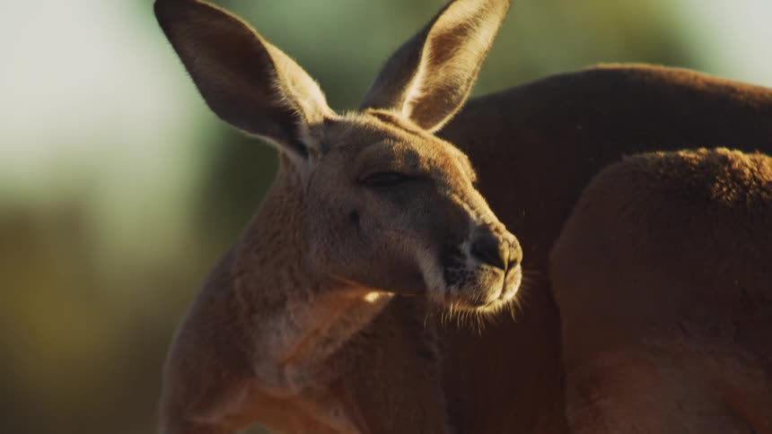 Kangaroo raises and turns it head then moves its ears