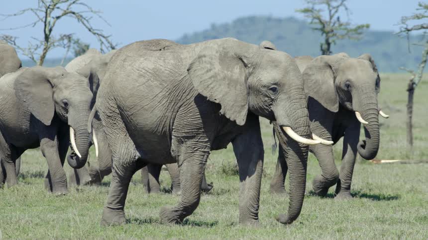 A group of elephants walking through a plain