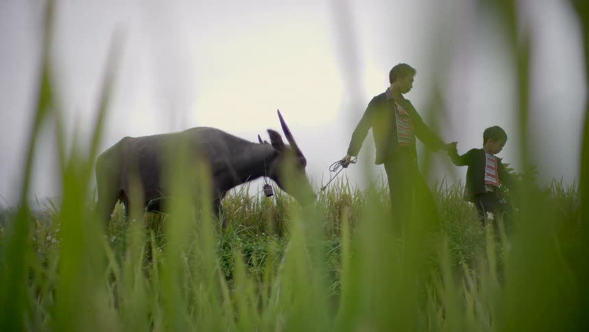 A young boy pulls his father behind him who is pulling on a large steer in a rural field
