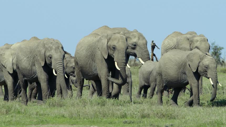 A herd of elephants walk together on the field