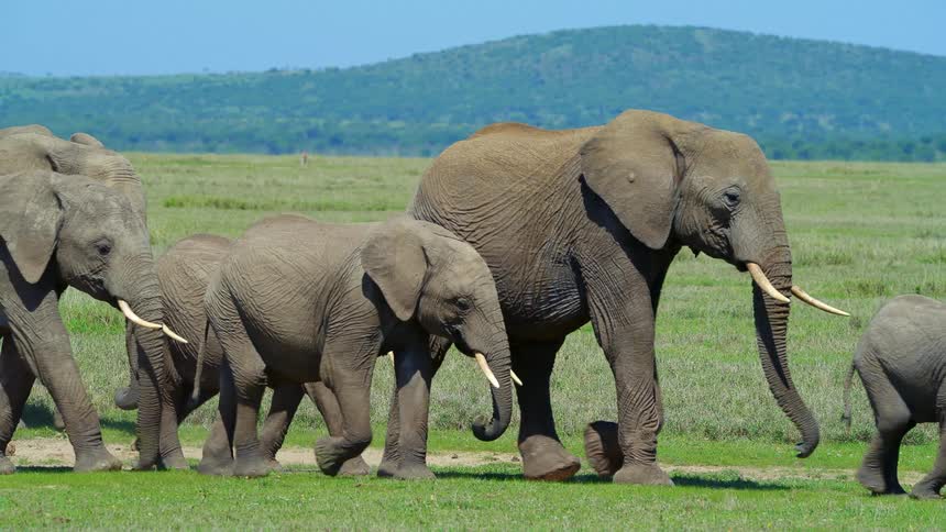 Herd of african elephants walking on the green grass in the savanna