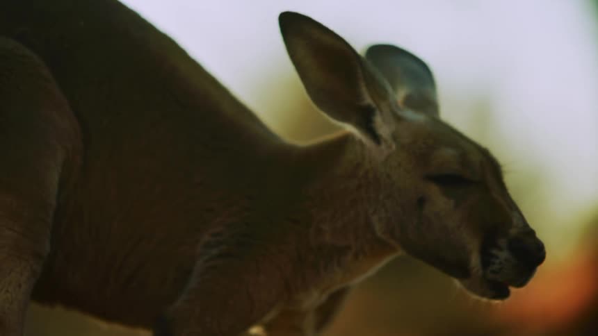 A kangaroo leans downward as it grazes near a large tree