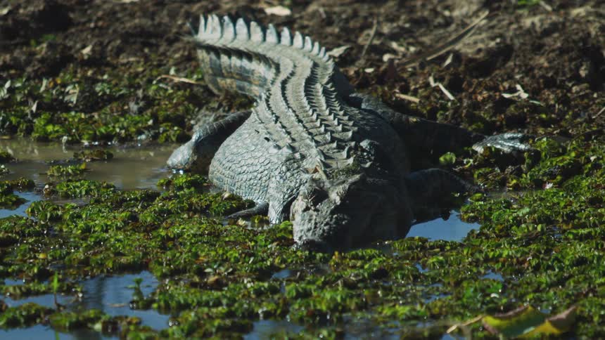 An alligator sleeps in muddy water in a swamp