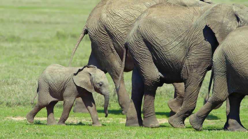 A baby elephant follows behind three elephants on a field with zebra in the distance