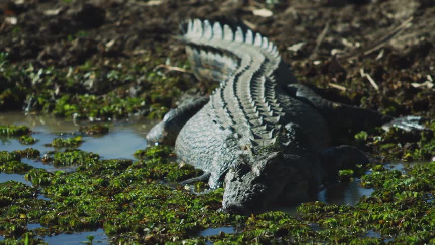 An alligator laying in water and plants