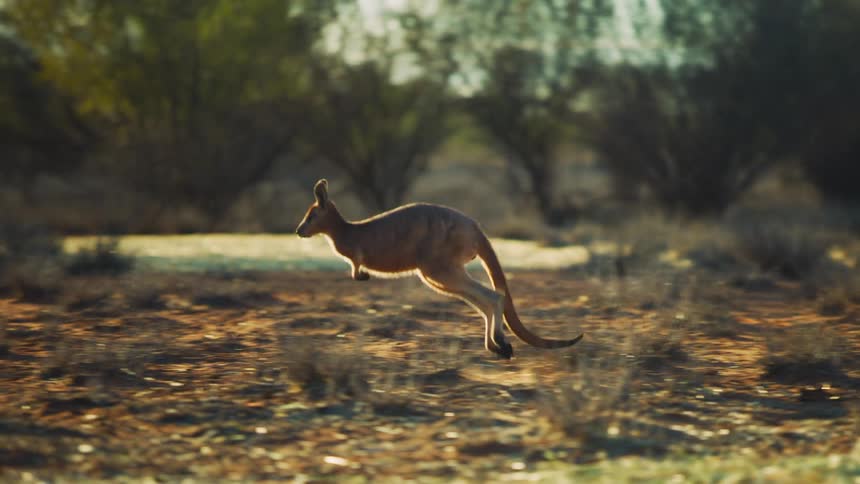A kangaroo hopping around outdoors