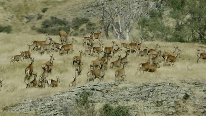 Antelope running in a herd on a grassy hill with trees in the background