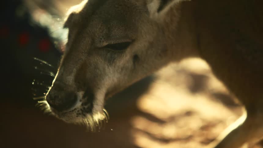 Sunlight shimmers on kangaroo whiskers as he shakes his head