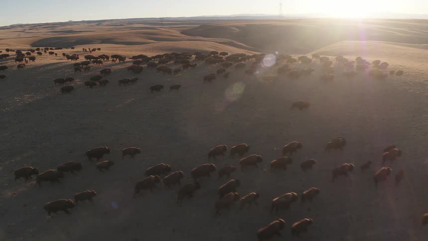 A herd of bison runs across sand dunes