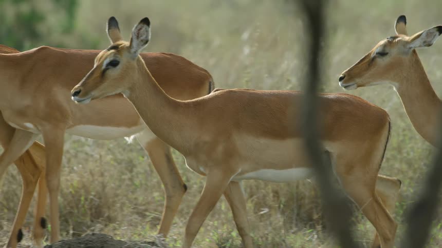 Antelope walking in a herd with grass and trees in the background