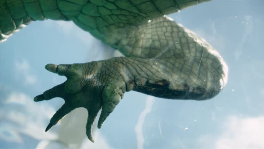 An alligator is standing in the water