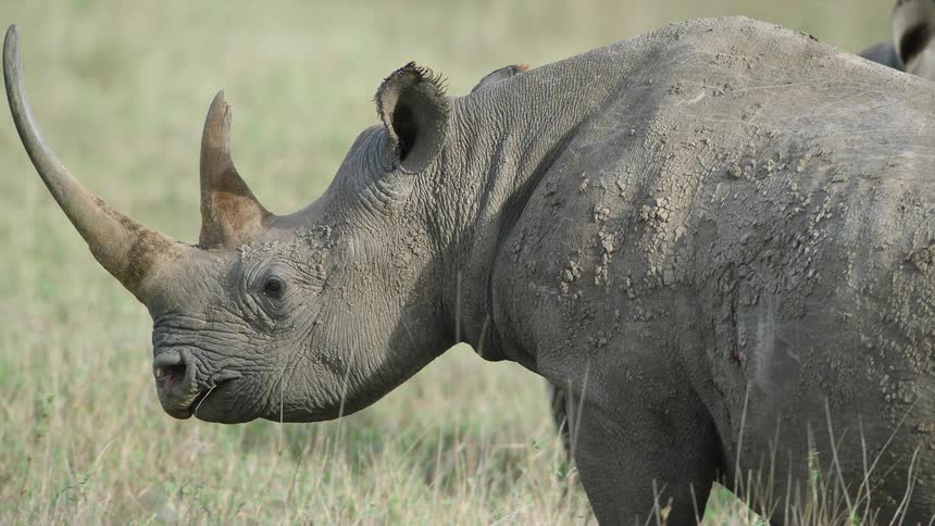 A rhino walking through a grassy field