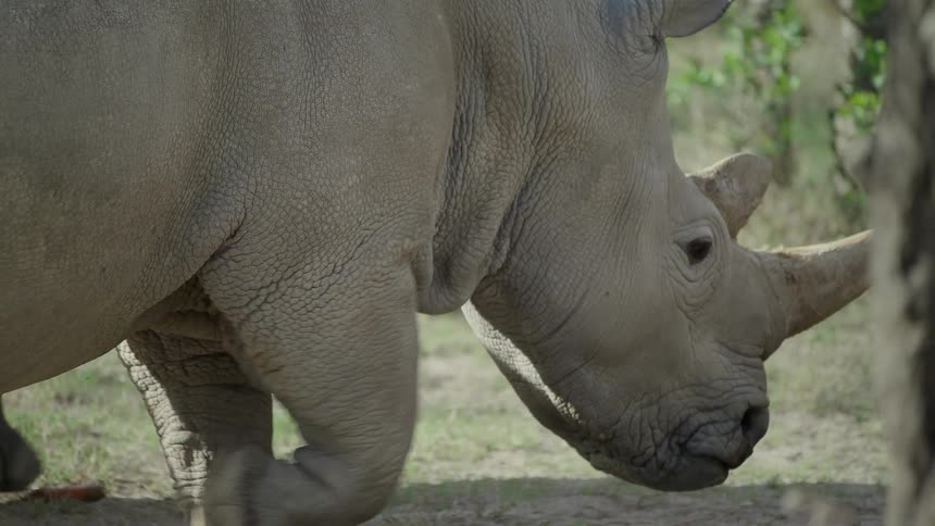 Rhinoceros walking in a grassy field
