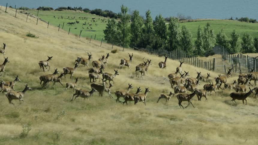 A herd of antelope run over the hills