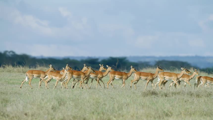 A herd walks along a large open grassland