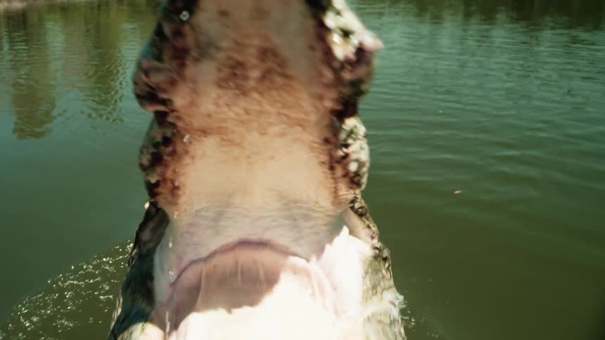 A large crocodile jumps up biting