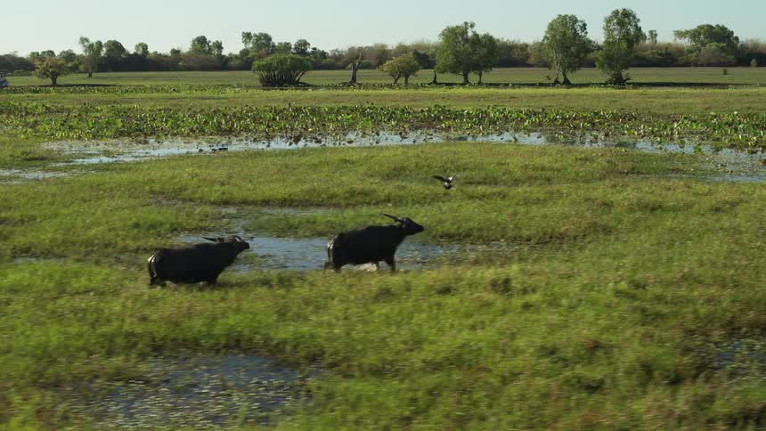 A bird tries to fly away from two hogs running after it