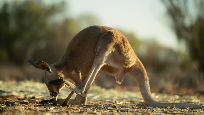A kangaroo standing on dirt and scratching with a trees the sky and clouds in the background