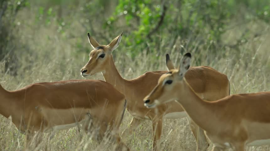 A herd of animals travel together through the tall grass