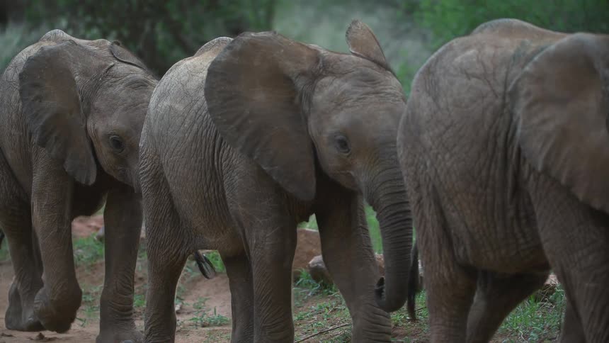 A herd of elephants walking in a row