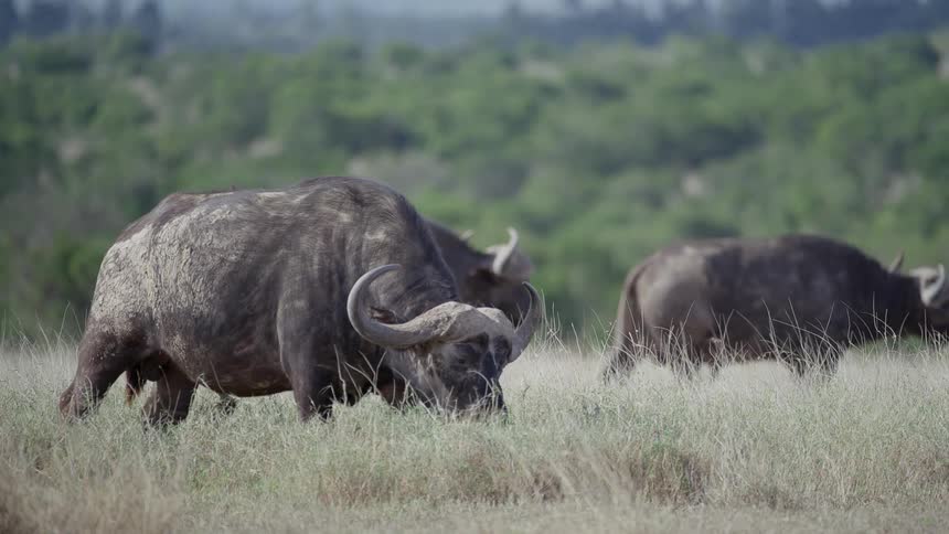 A herd of buffalo graze in a grassland during the day
