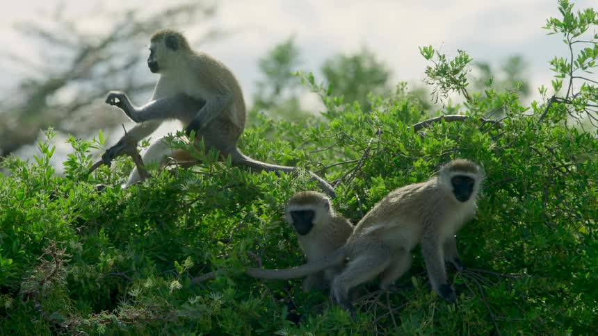A monkey scratches its leg while sitting in a bush with other monkeys
