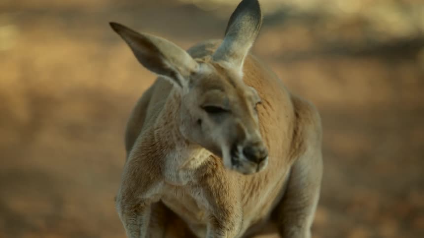 A view of a kangaroo outdoors