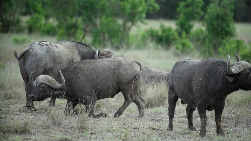 A bison lying down in a grassy field with its herd stands up