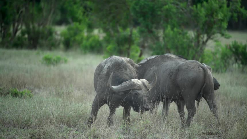 Three buffalo walk together through the grass