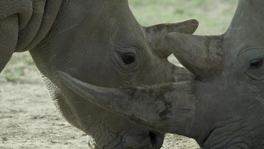 Rhinos eating food next to each other