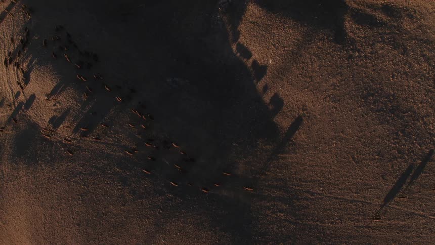 Animals walking down a path