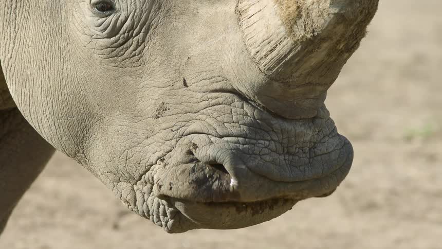 A rhino chews as a bug flies around its mouth and horn