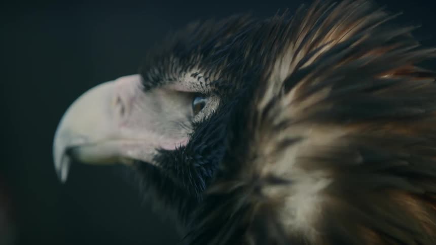 A bird stares intently then turns its head