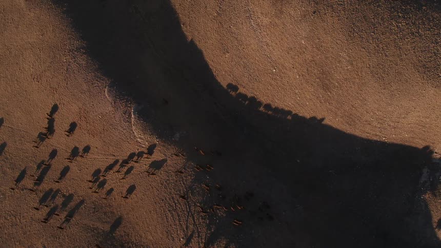 Antelope running in a herd