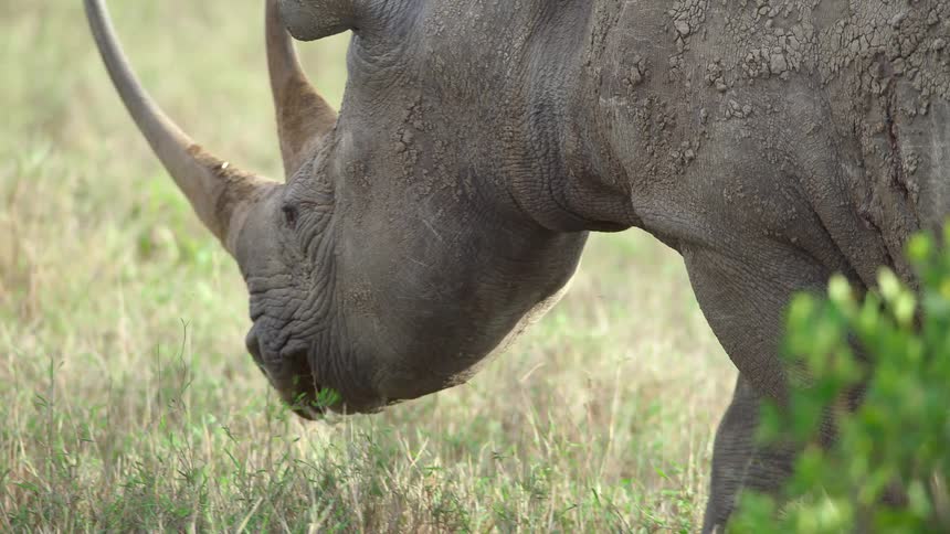 Rhinoceros walks across grass chewing on leaves