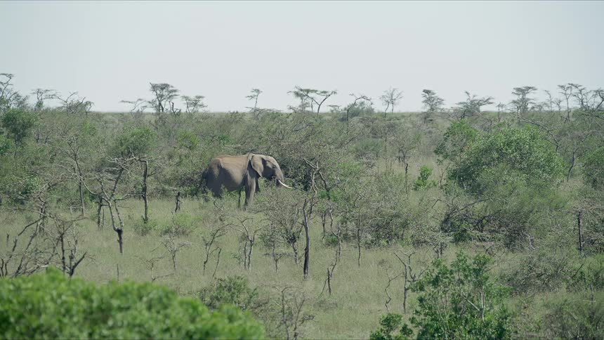 A large elephant walks through a field full of trees