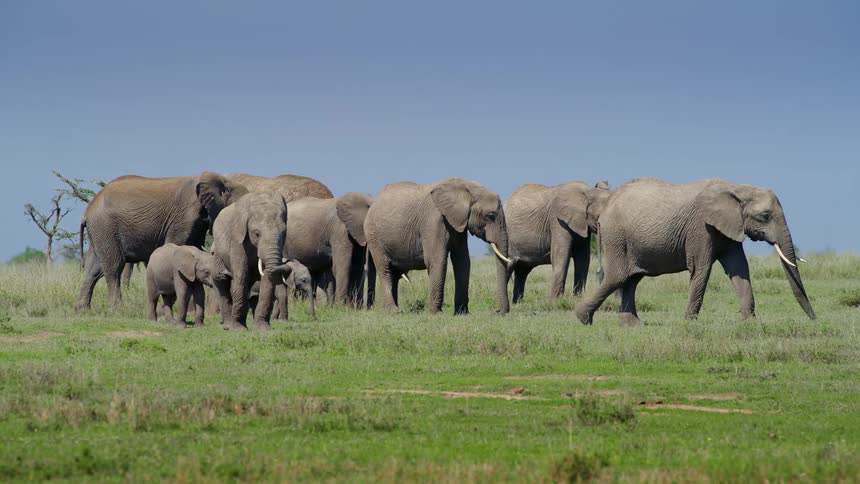 A heard of elephants in a plain under a clear blue sky