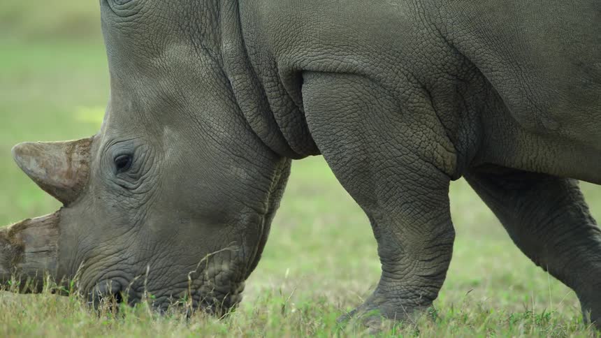 A rhino eating grass