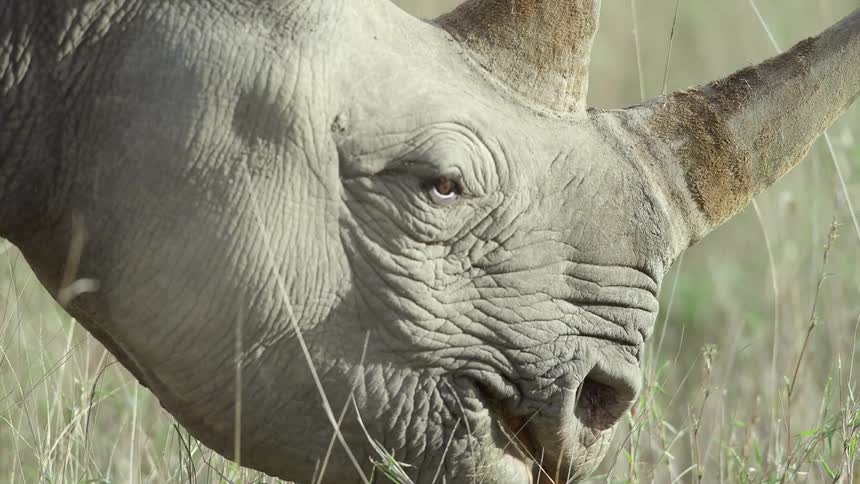 A rhino is eating grass in a field