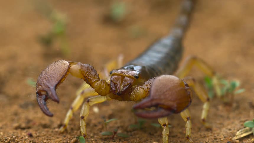 A scorpion is standing alert and ready to attack