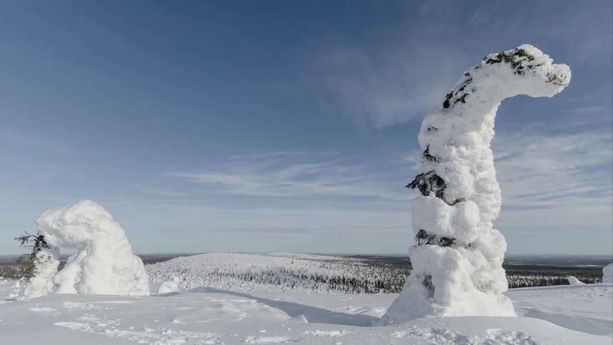 Wispy clouds pass over trees covered and bent by snow
