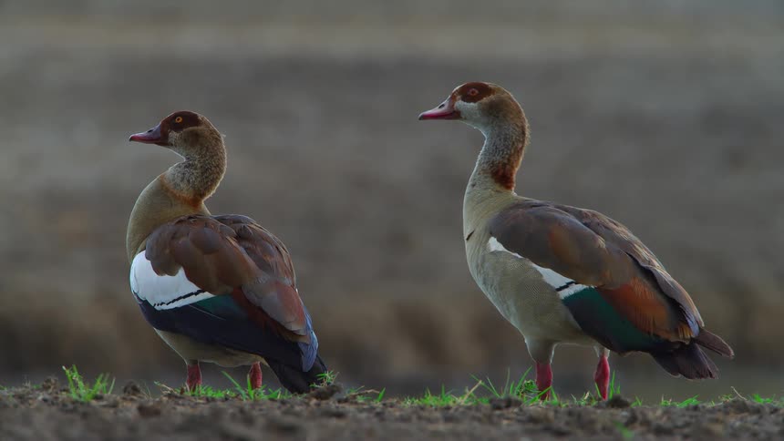 Two birds stand together on a windy day