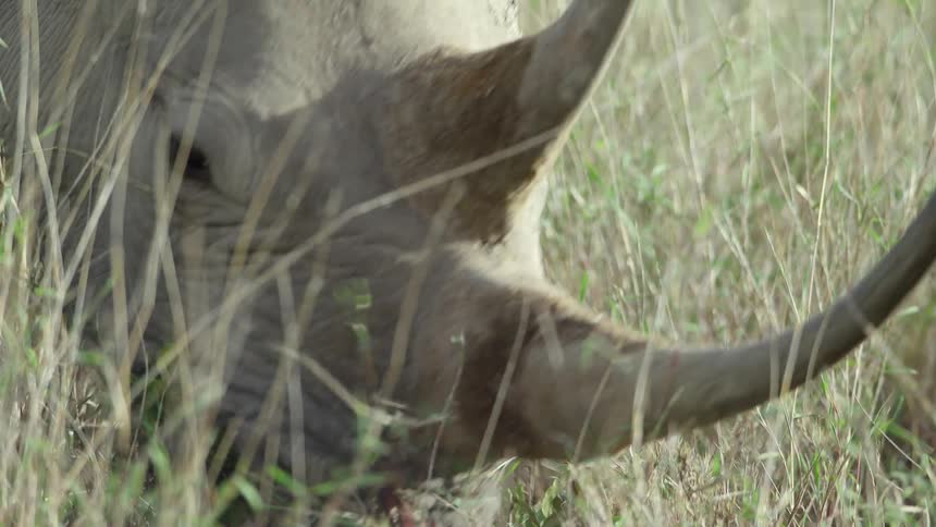 A large rhinoceros with lengthy horns calmly grazes in a grassy field