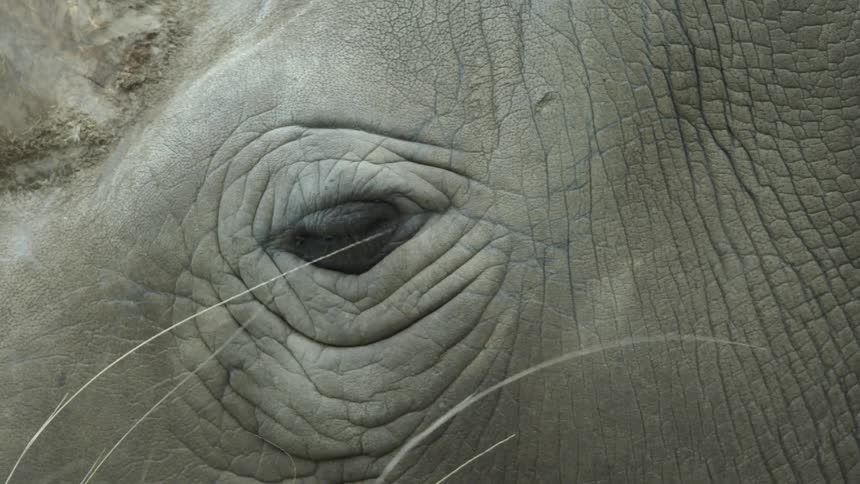 A rhino is blinking and eating grass