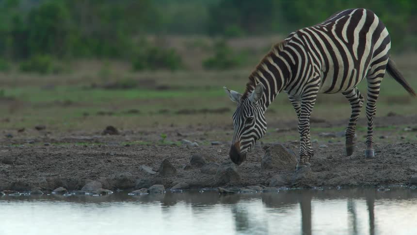 Two zebra drink from the small pond