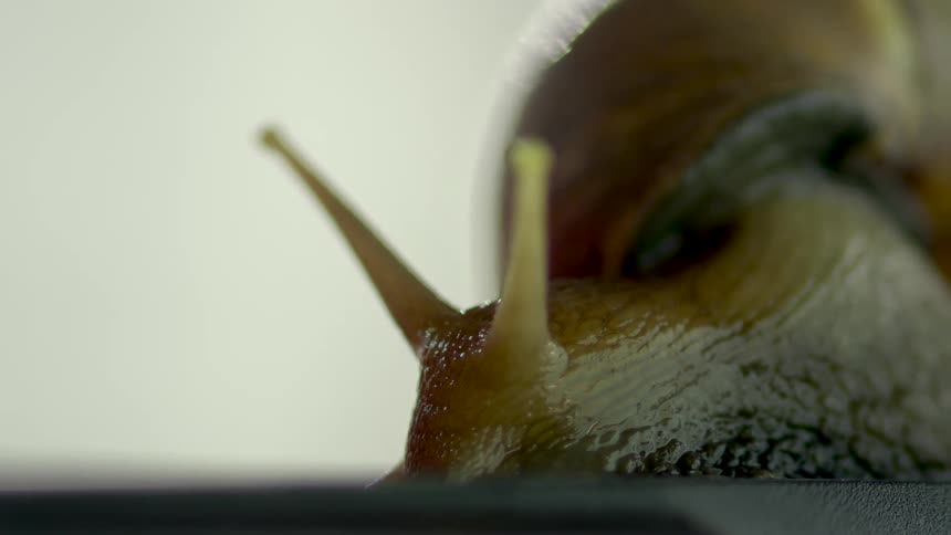 Close up of the antennae on the head of a shelled snail