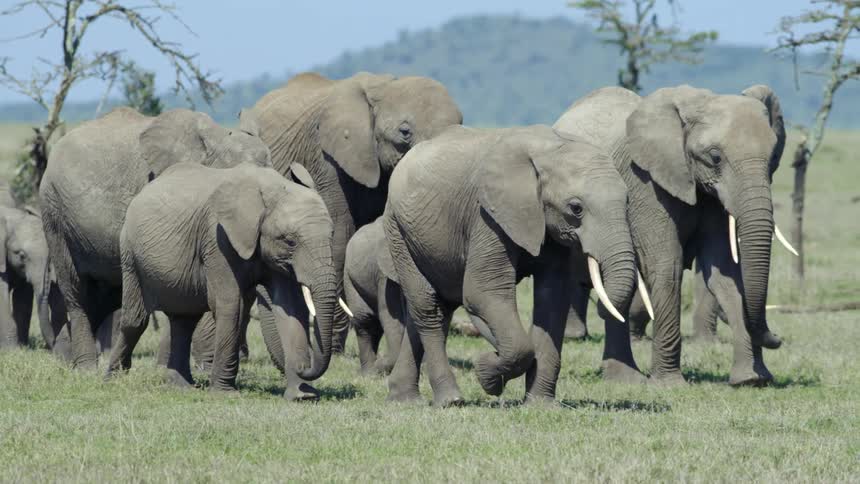 A herd of elephants walks across a grassland