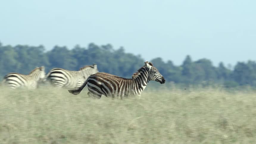 Panning shot of a zebra running