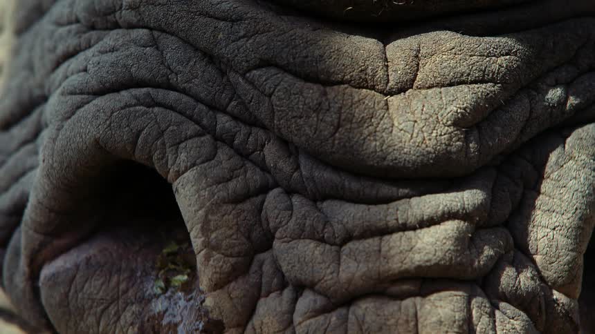 A rhinoceros nostrils and mouth with the sky and clouds in the background