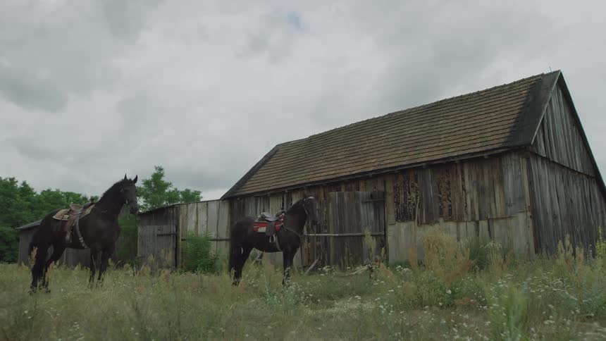 Two horses stand in a rural overgrown field beside a dated barn